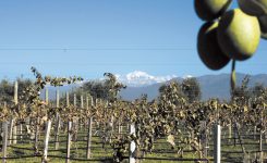 ** Mendoza Premium : Mendoza y su encanto **