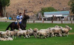 Abrimos las tranqueras – Estancia 25 de Mayo